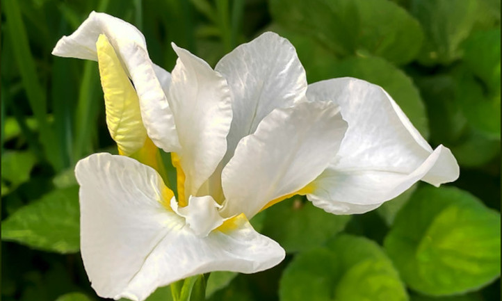 White bearded iris
