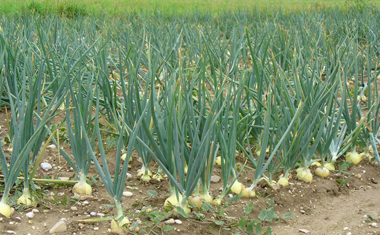 Growing Onions From Seed