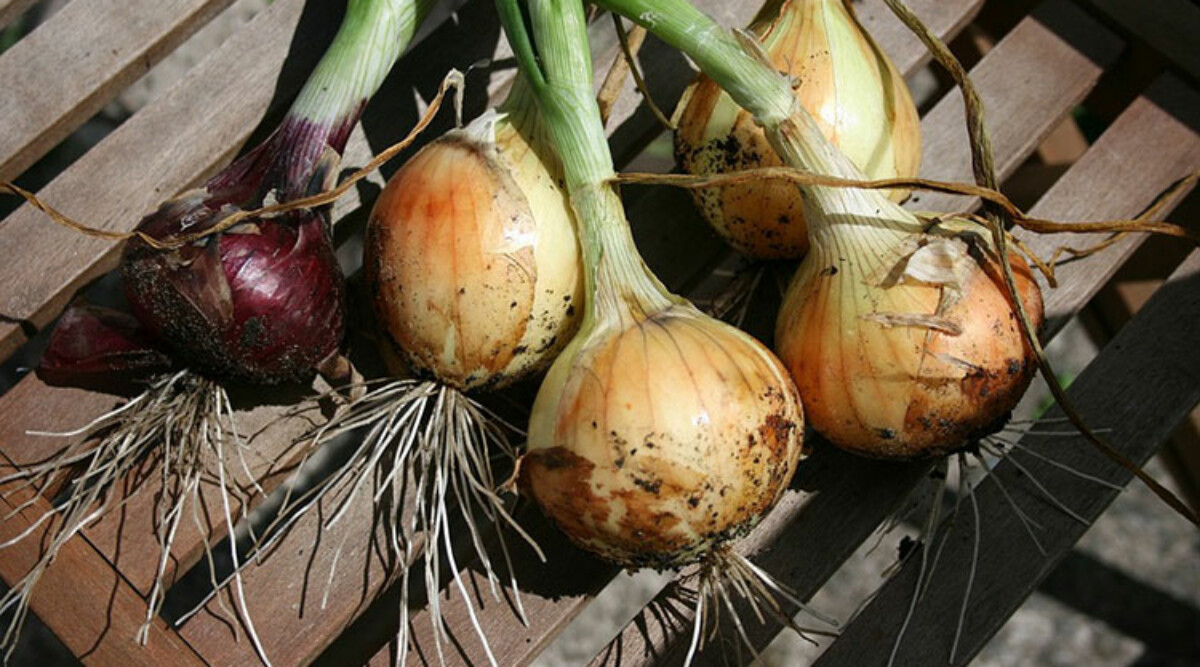 How to Grow Onions From Seed