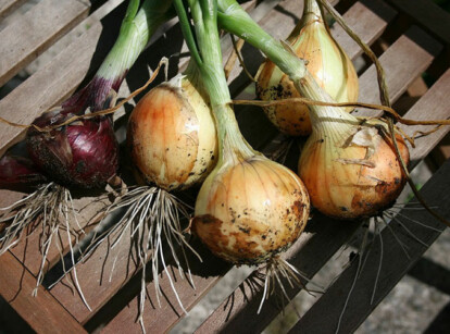 How to Grow Onions From Seed