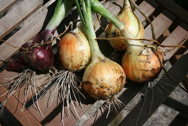 How to Grow Onions From Seed