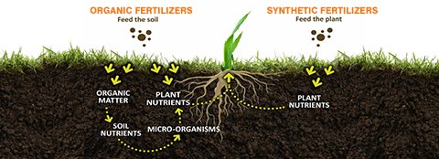 Synthetic vs. Organic Fertilizer