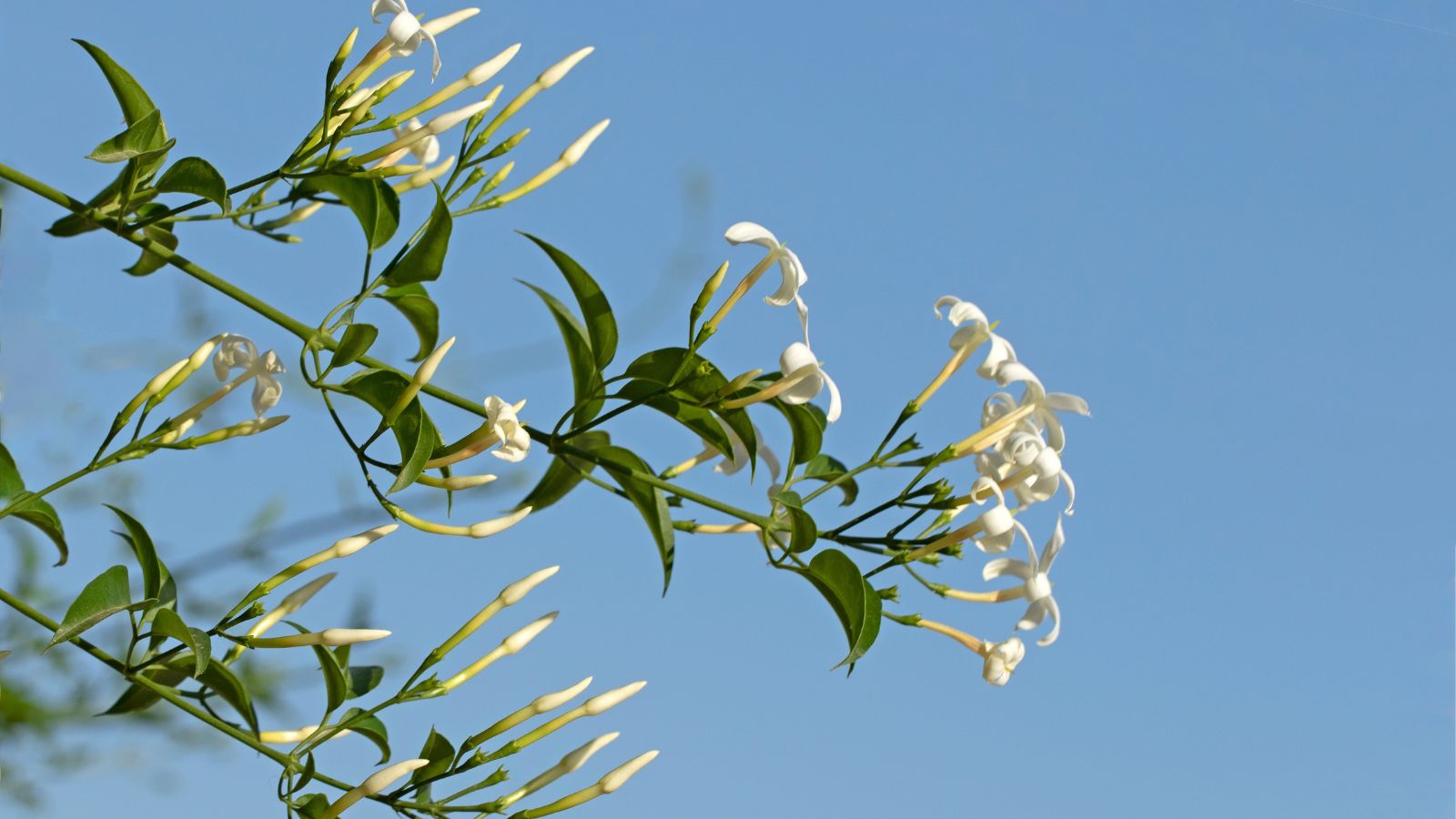 A base-angle shot of blooming buds of a flowering plant in a well lit area outdoors