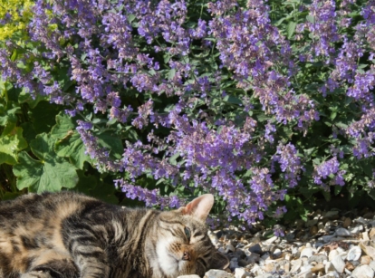 A close-up shot of a cat beside catmint
