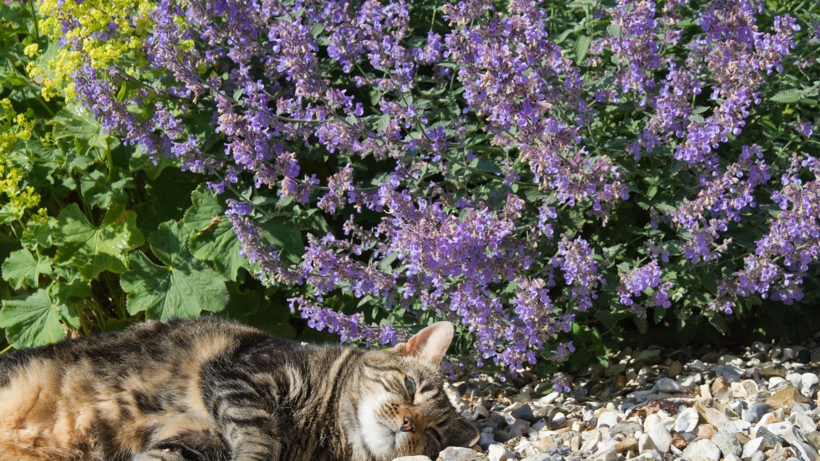 A close-up shot of a cat beside catmint