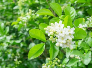 A close-up shot of a developing plant with its white flowers commonly known as the Jasmine