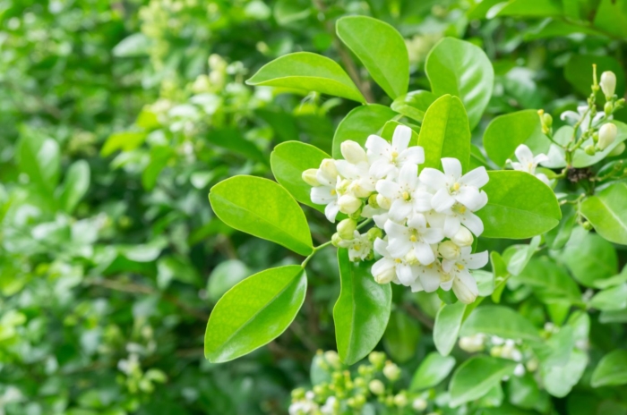 A close-up shot of a developing plant with its white flowers commonly known as the Jasmine