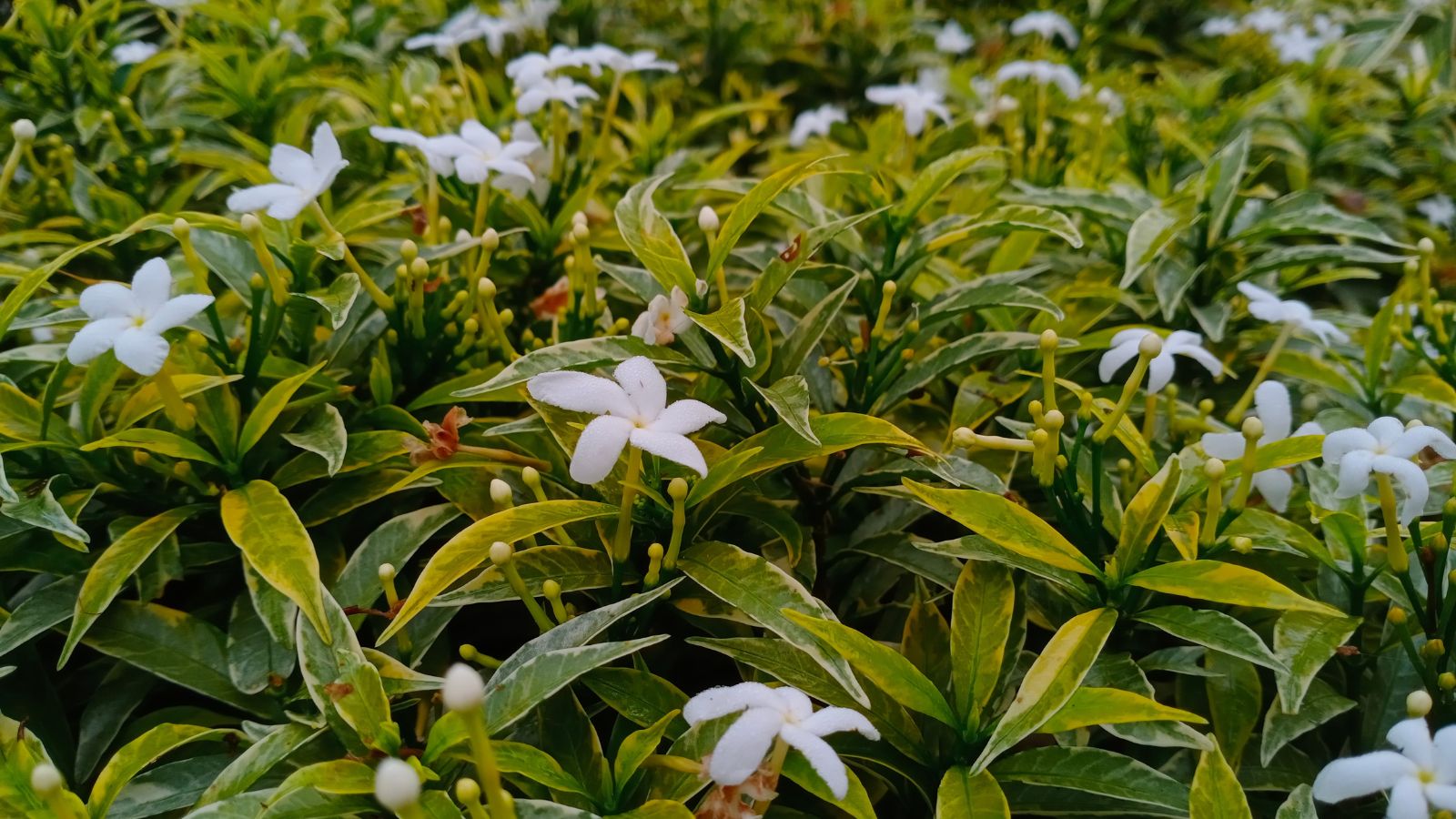 A shot of a flowering plant and its white flowers in a well lit area outdoors