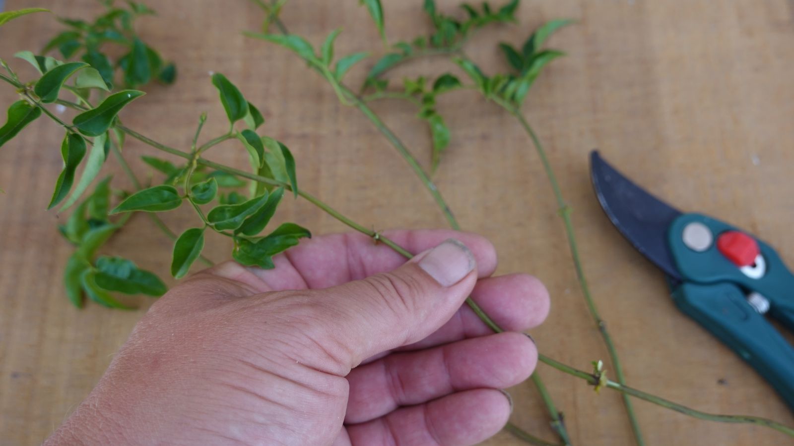 A shot of a person holding a stem cutting of a plant with the same plant in the background that is placed on top of a wooden surface beside a pruner in a well lit area