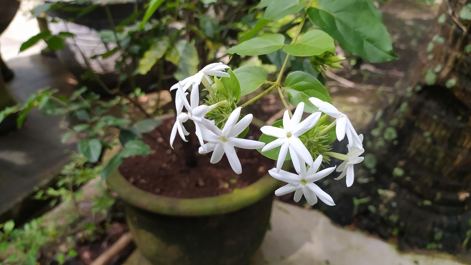 A shot of a plant and its white flowers on a pot filled with soil in a well lit area outdoors