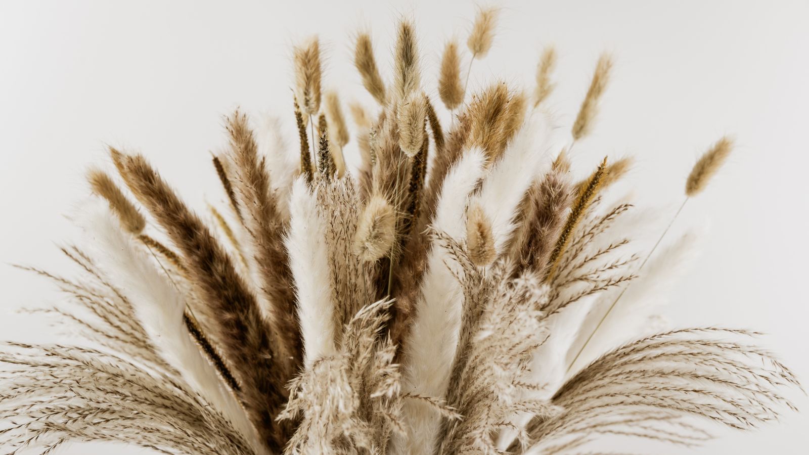 An arrangement containing stalks of Cortaderia selloana, appearing dark brown and white with a light background