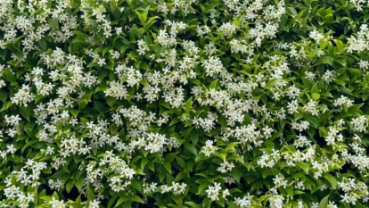 An overhead shot of a shrub with white flowers and green leaves all situated in a well lit area