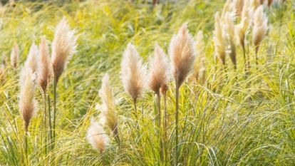 Multiple stalks of young-looking Cortaderia selloana, growing in an area with green grass receiving abundant sunlight