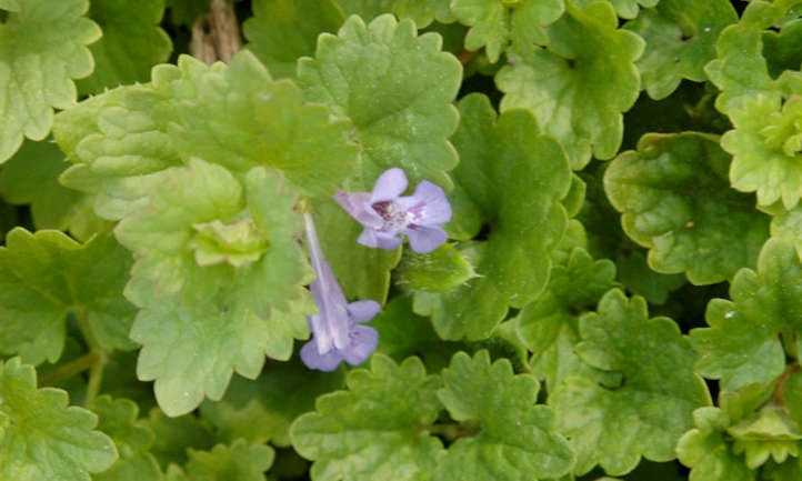Flowers and leaves of creeping charlie