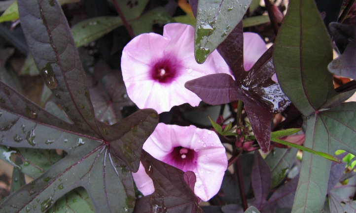 Ipomoea batatas 'Blackie'