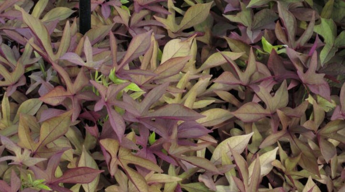 Sweet potato vine 'Desana Bronze'