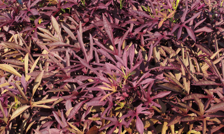 Ipomoea batatas 'Illusion Garnet Lace'