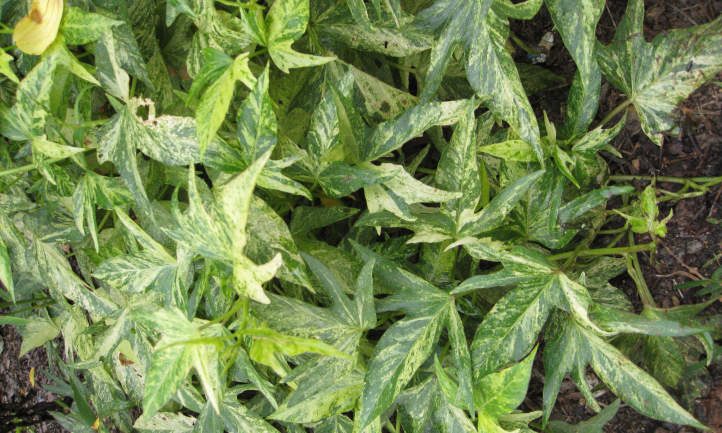 Ipomoea batatas 'Sweet Caroline'