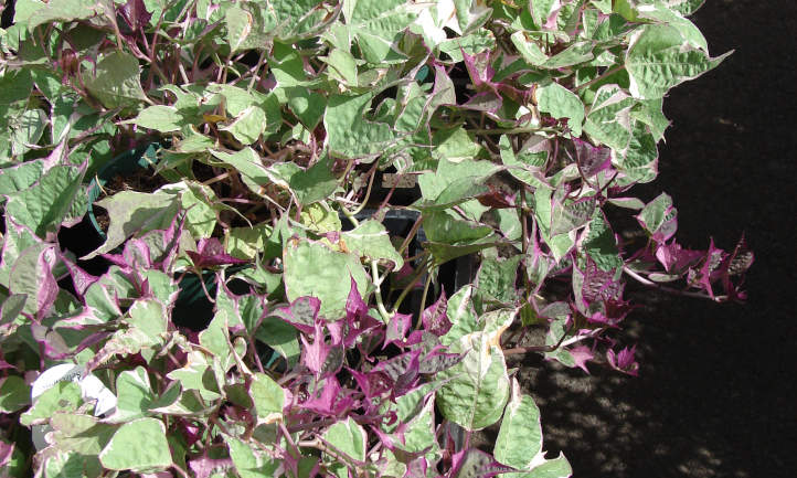 Ipomoea batatas 'Tricolor'