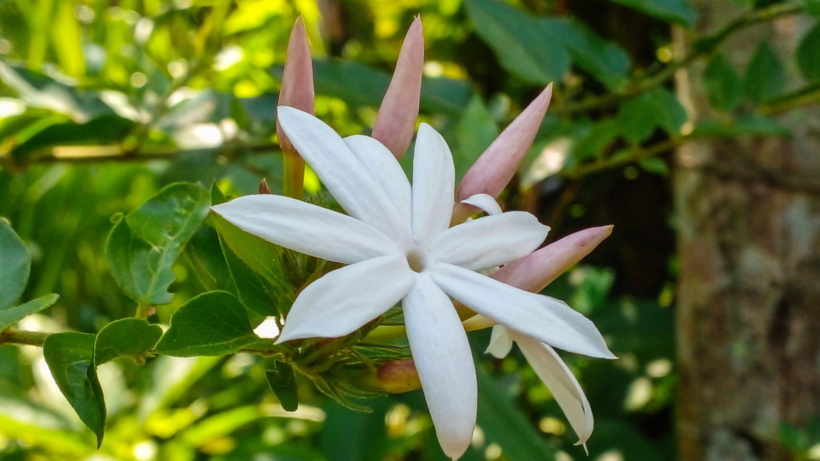 A close-up and focused shot of the Jasminum dichotomum flower, showcasing its white flowers and pink buds in a well lit area outdoors