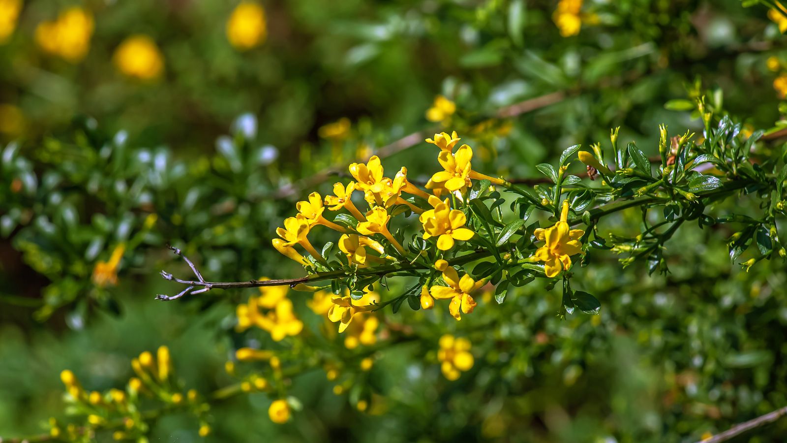 A close-up shot of a stem of a flowering plant, showcasing its yellow flowers and vibrant green leaves