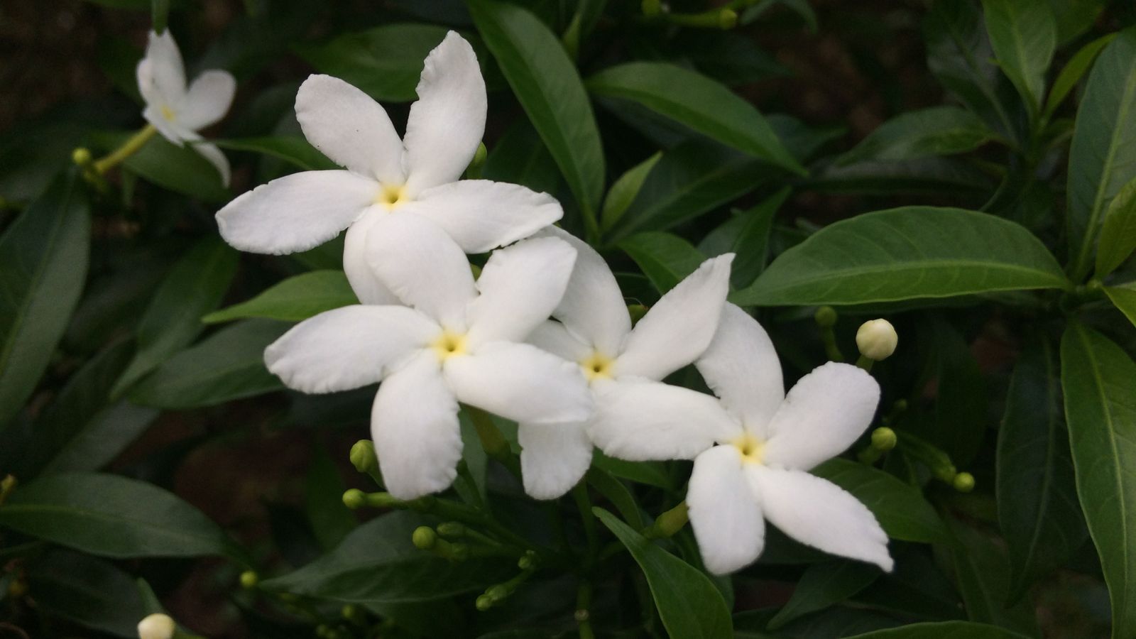 A focused and close-up shot of the Jasminum grandiflorum variety of flowers, showcasing its white delicate petals and dark green leaves.