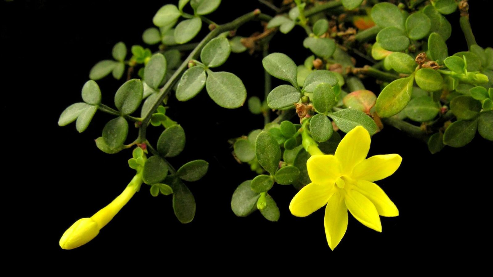An isolated shot of the Jasminum parkeri variety of flowers, showcasing its small yellow flowers and rounded leaves.