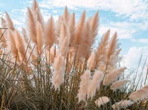 An area with thriving pampas grass appearing fluffy when viewed from afar with the blue sky in the background