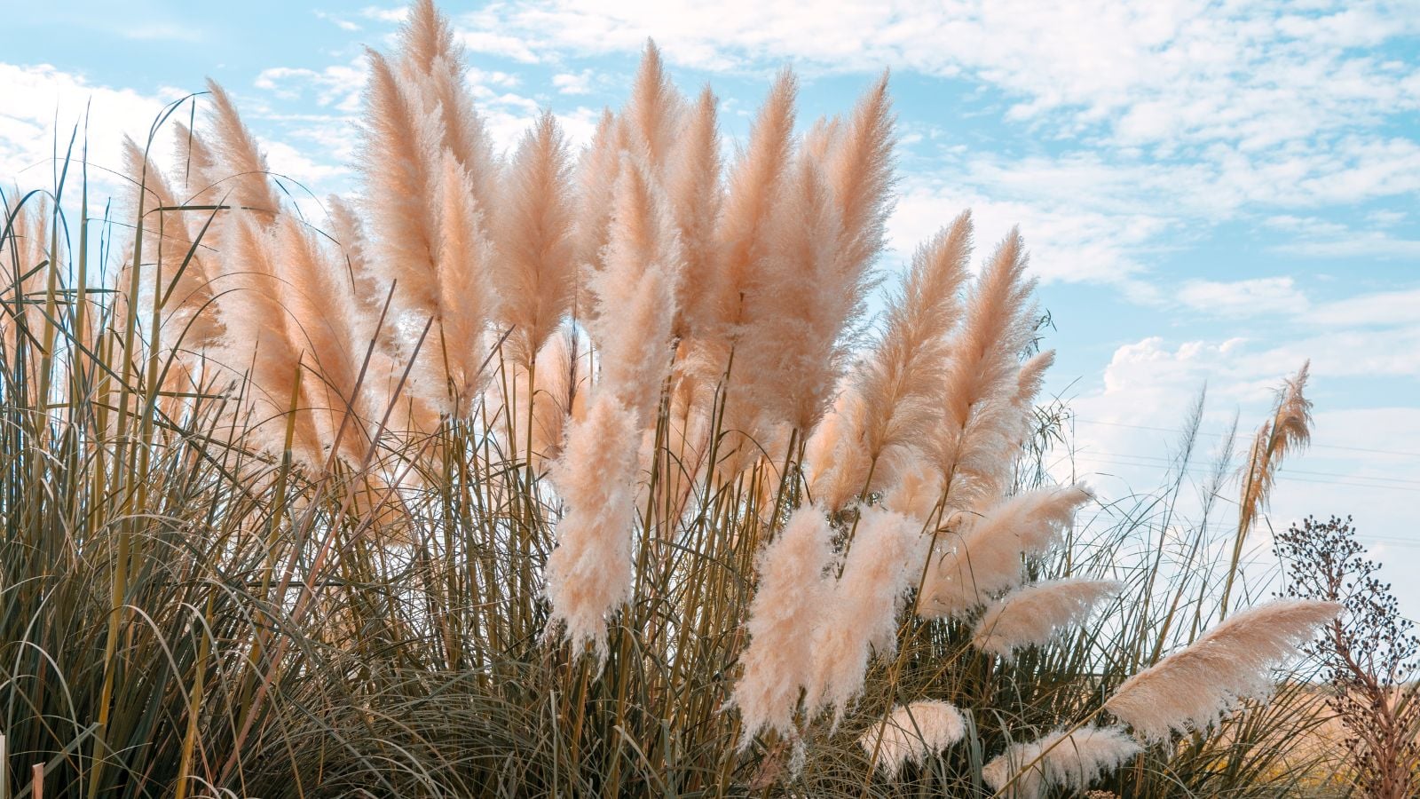 An area with thriving pampas grass appearing fluffy when viewed from afar with the blue sky in the background