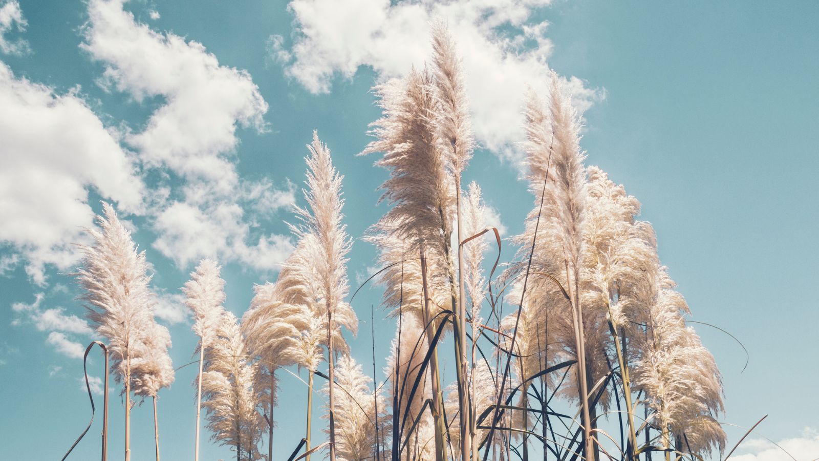 Tall stalks of the ‘Splendid Star’, appearing to have vivid green stems, shooting toward the sky with white seed heads