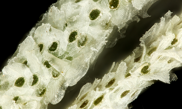 20x magnification of Spanish moss
