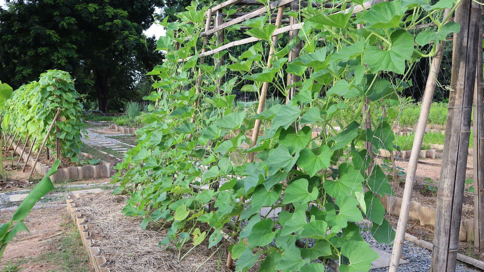 A Triad of Trellises with vines crawling and growing on the wooden support appearing healthy and green