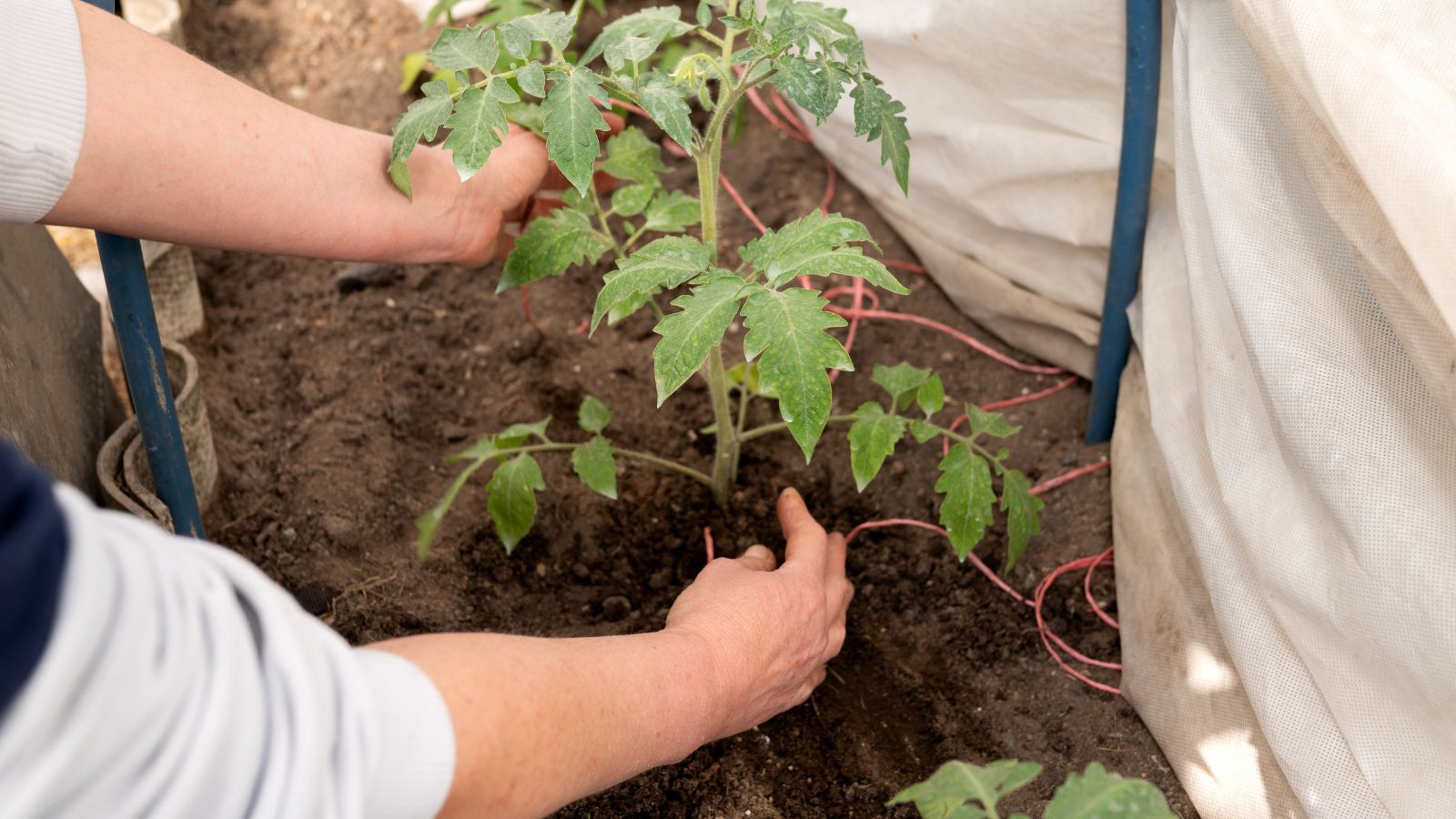 A person building PVC and Conduit Tomato Cage using bare hands to hold on to plant while building around it