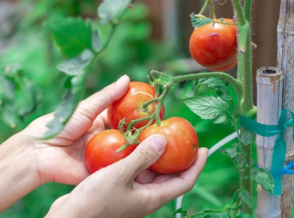 A woman holding tomatoes tied to homemade support made of bamboo tied beside the fleshy plant