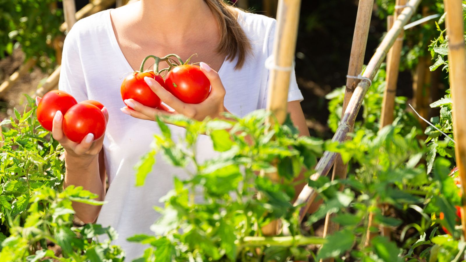 A person holding round red tomatoes beside a Bamboo Tomato Cage with lush plants with green foliage