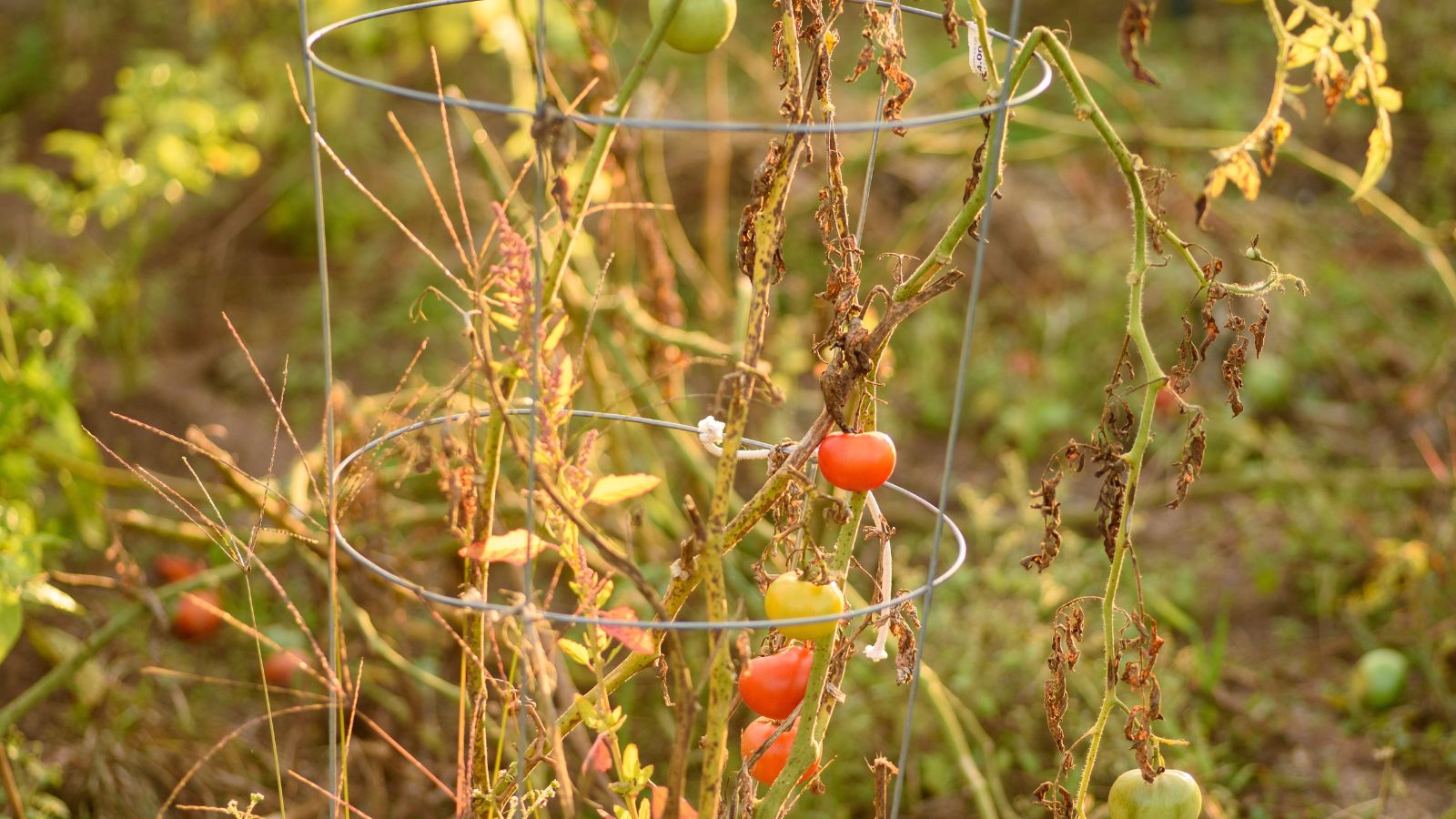 A close-up shot of a Bent Cattle Panel support framework, with developing fruit-bearing vines