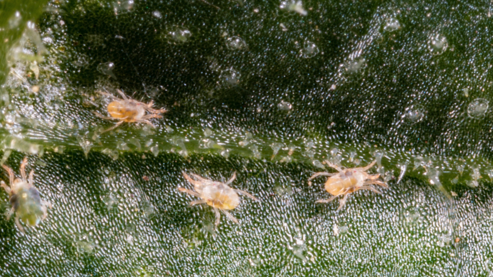 Three pale, translucent Tetranychidae move slowly across a rough-textured green leaf, their small forms blending into the fine details of the leaf’s surface.