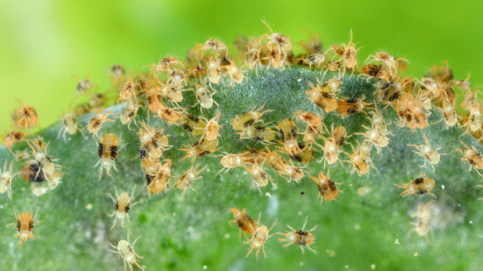 A dense group of tiny red Tetranychidae gather on a green surface, covering it entirely, with a few pale spots indicating early leaf damage.