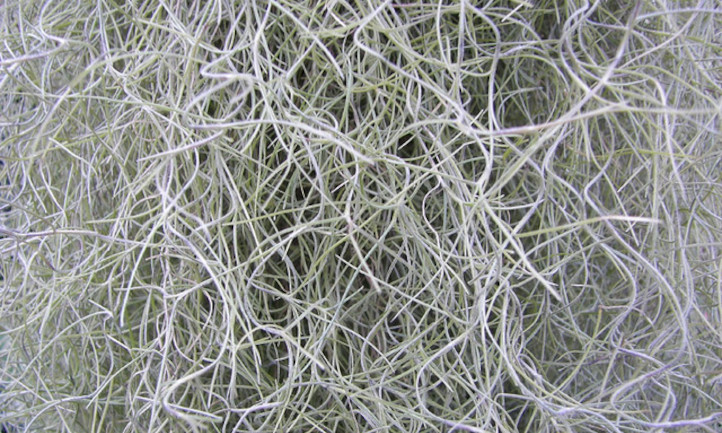 Dry Tillandsia usneoides