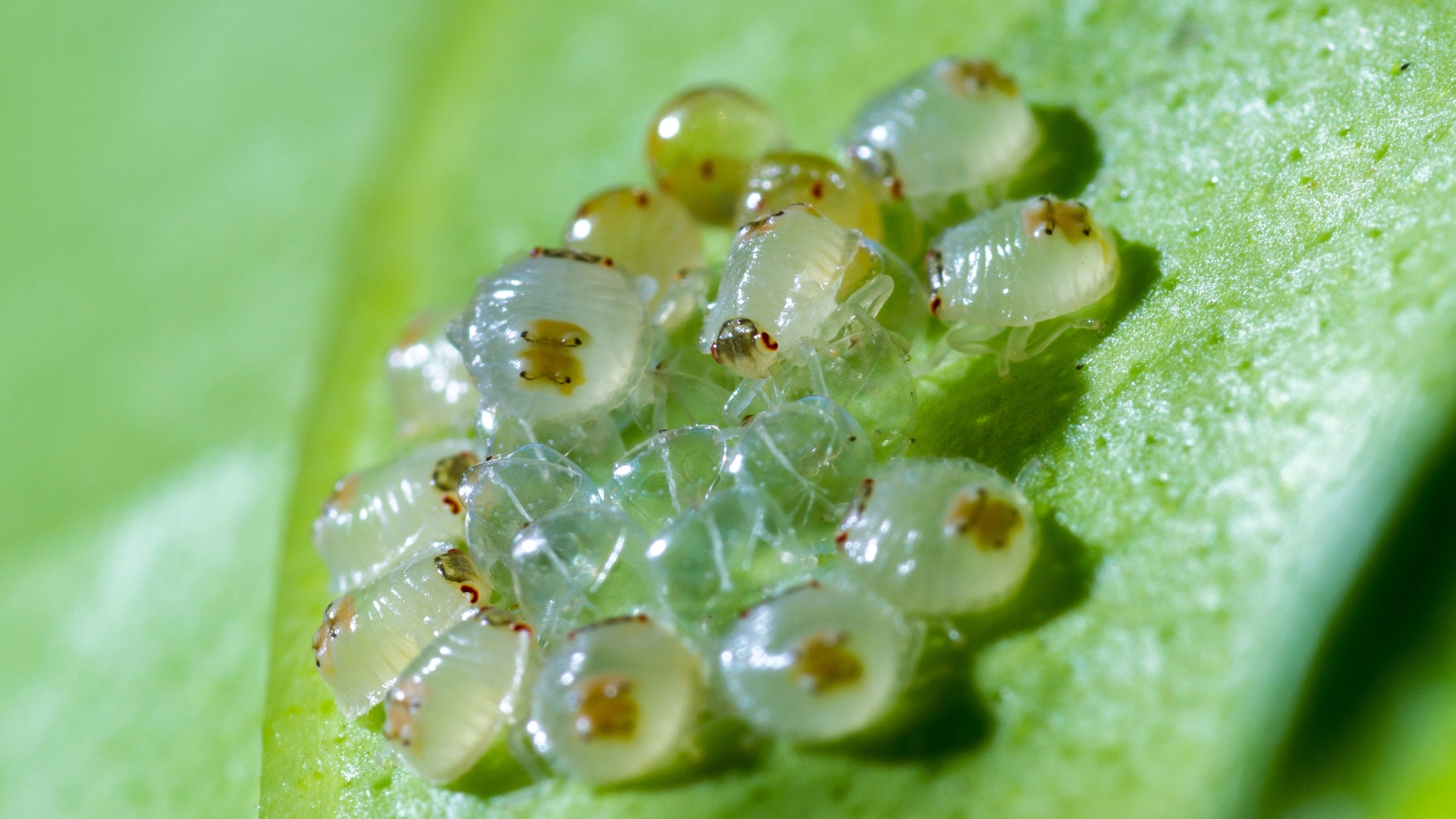 A small collection of pearly, translucent eggs sits on the surface of a smooth green leaf, tightly clustered together, while a few Tetranychidae move nearby.