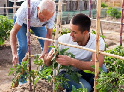 Two men working in the garden placing supports in a garden bed surrounded by plants, involving activities that boost Mental Health Benefits of Gardening