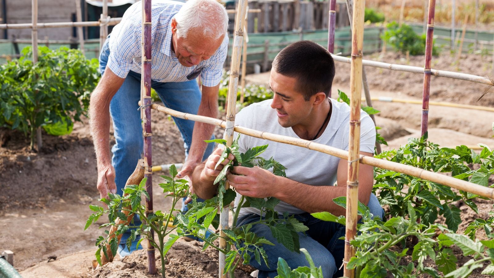 Two men working in the garden placing supports in a garden bed surrounded by plants, involving activities that boost Mental Health Benefits of Gardening