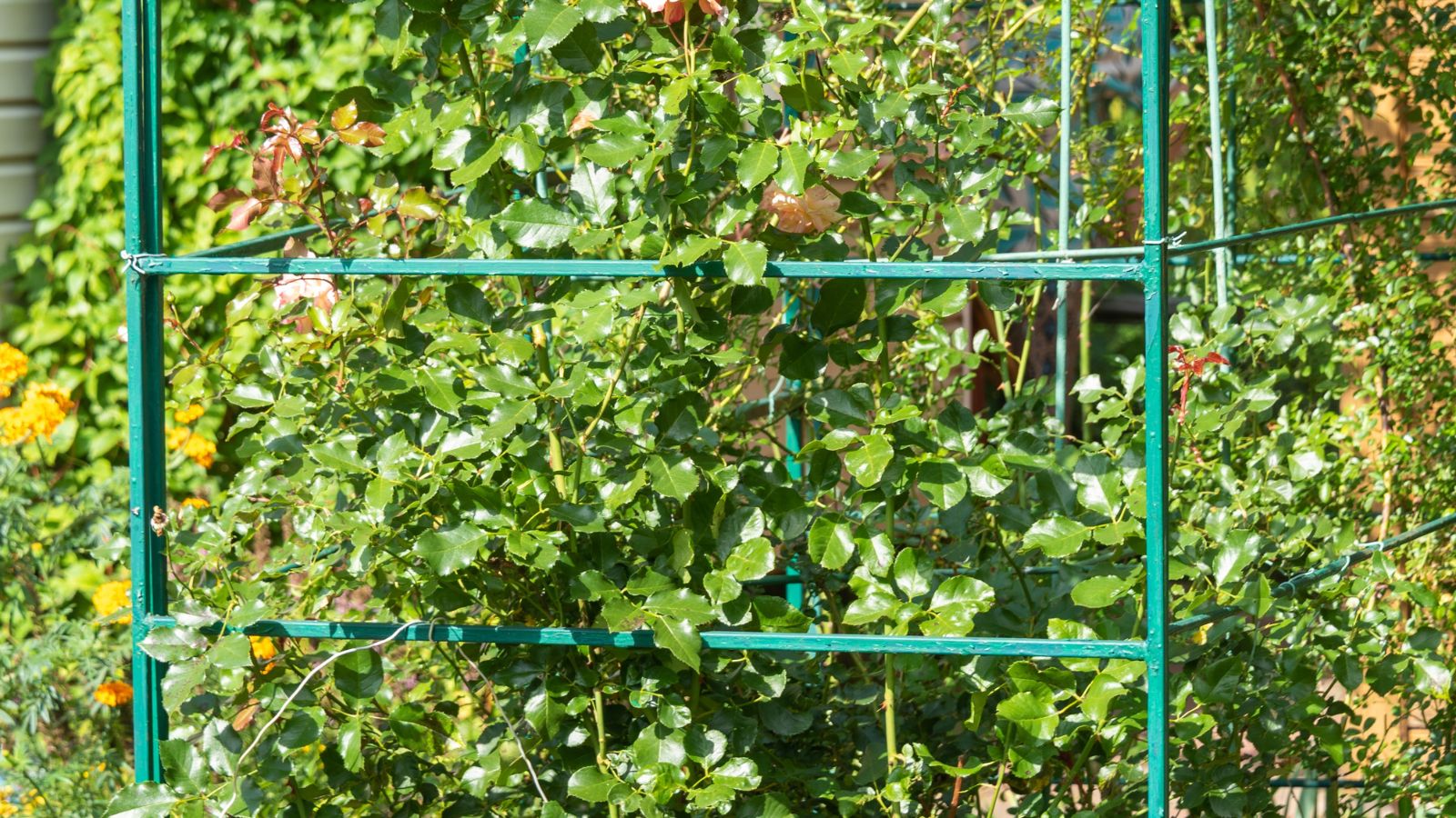 Heavy-duty fencing fashioned to contain a healthy-looking shrub with waxy leaves