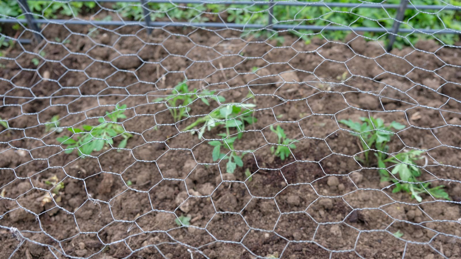 An overhead and close-up shot of a horizontal wire structure for developing crops on rich brown oil underneath