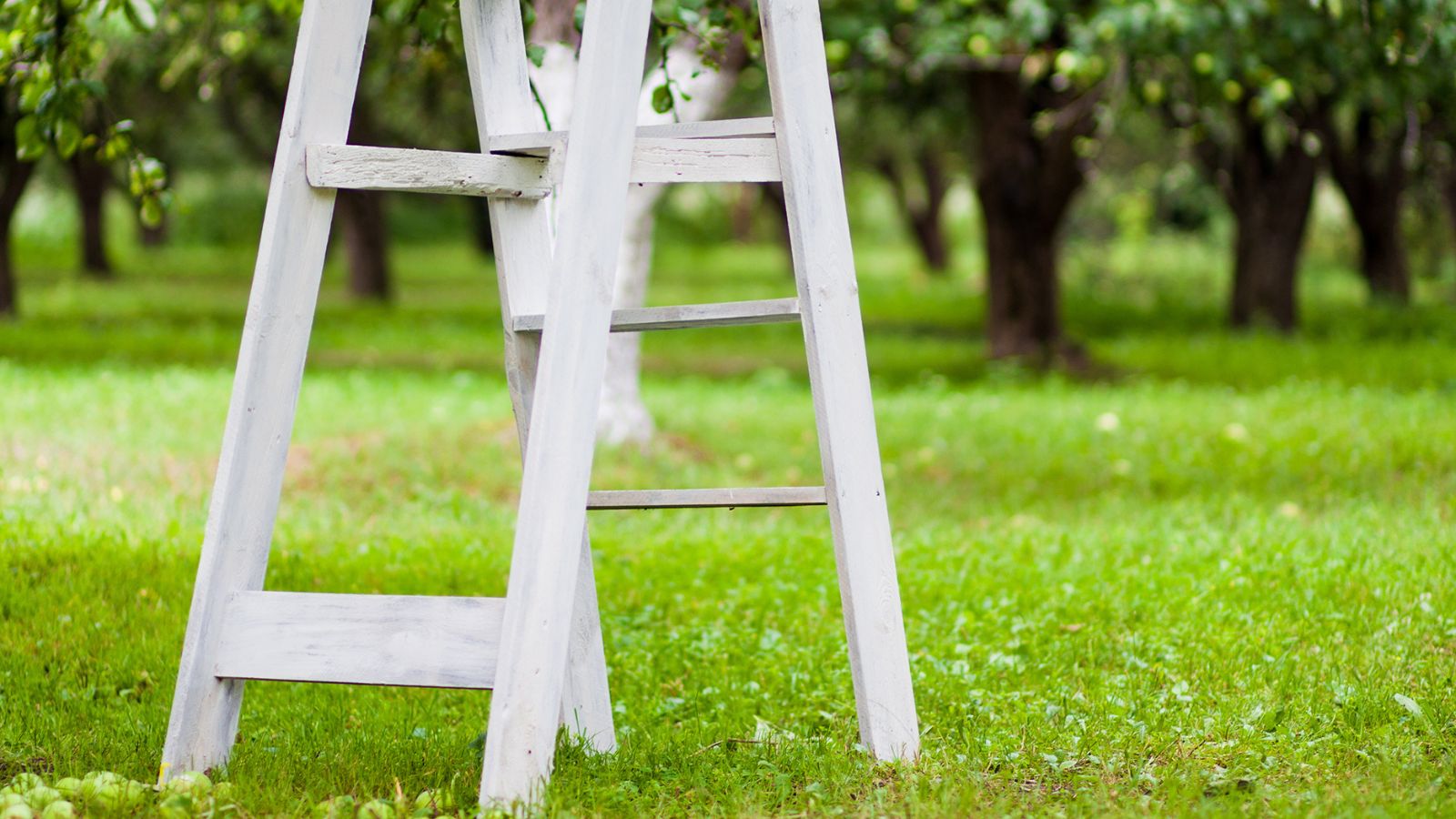 A constructed Ladder-Style Folding Cage painted white standing on a grassy lawn with many trees in the background