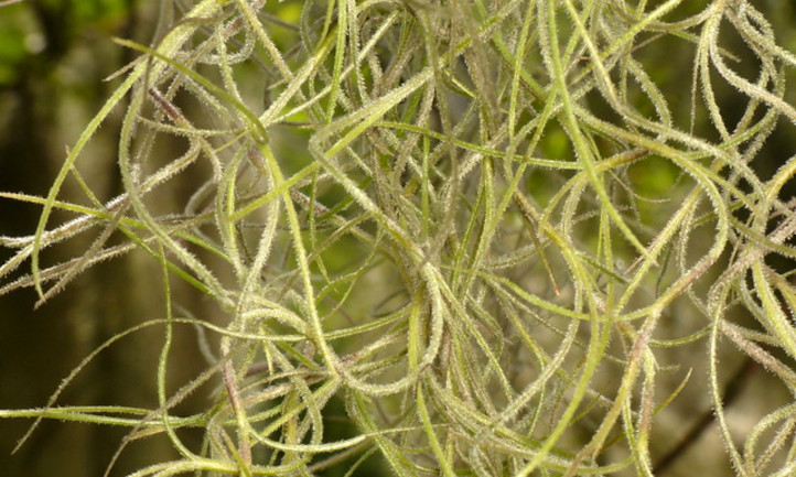 Live Tillandsia usneoides