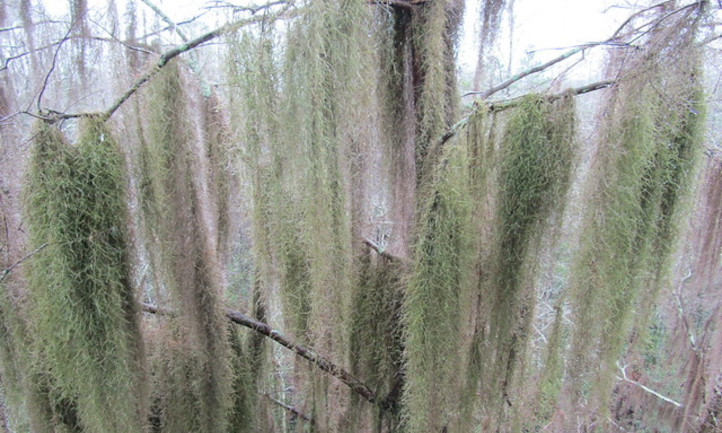 Long Spanish moss