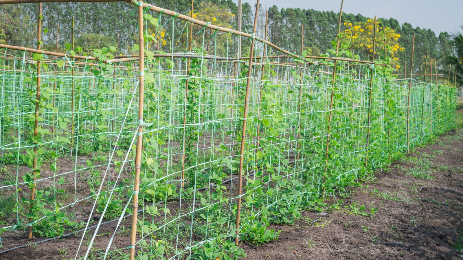 One of many tomato staking techniques using many wooden bamboo poles and wire