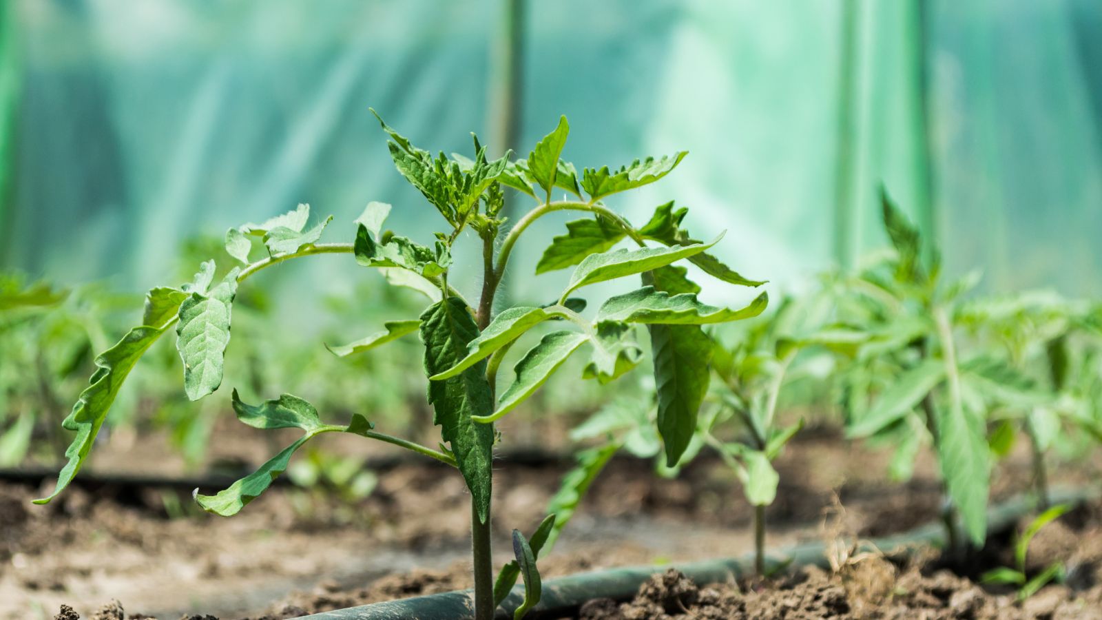 An area with many tomato seedlings enclosed in a structure made of green pipes placed on dark brown soil