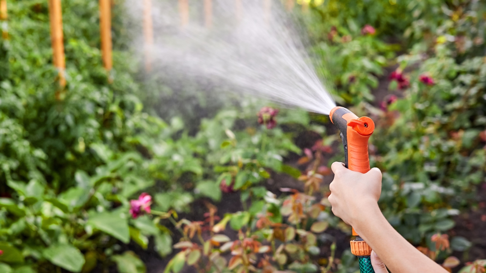 A gardener holds a hose with a focused spray nozzle, directing a steady stream of water onto a row of green plants, while the surrounding foliage glistens in the sunlight.